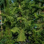 Araukária štíhla (Araucaria Excelsa) - výška 200-250 cm; kont. C30L (-7°C)